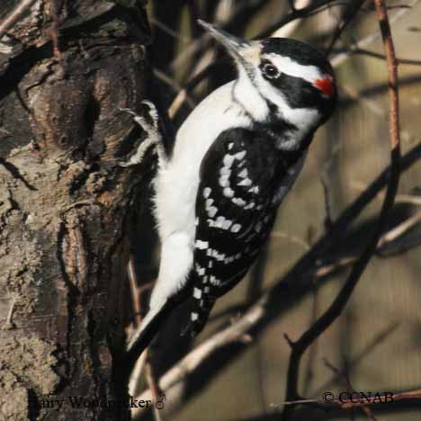 Birds of North America