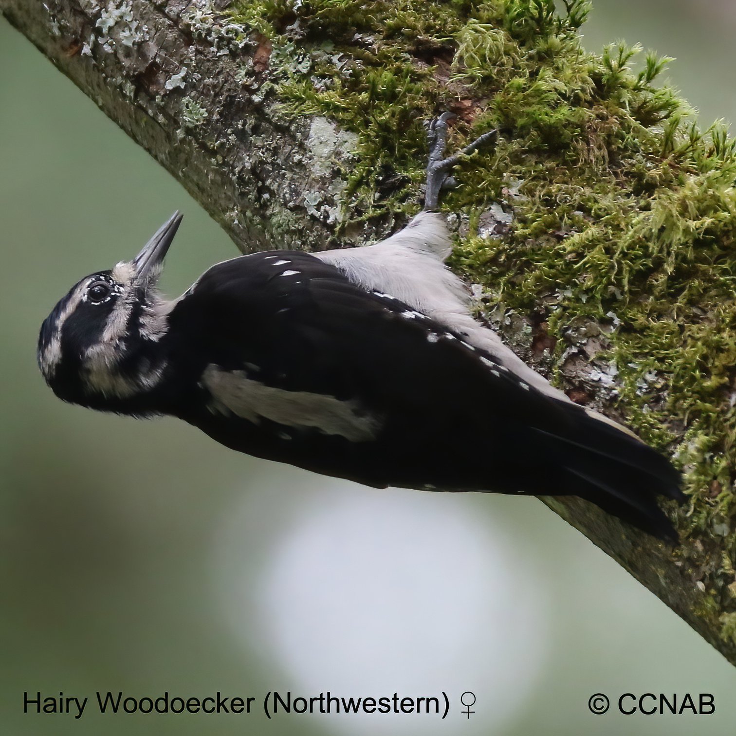 Birds of North America