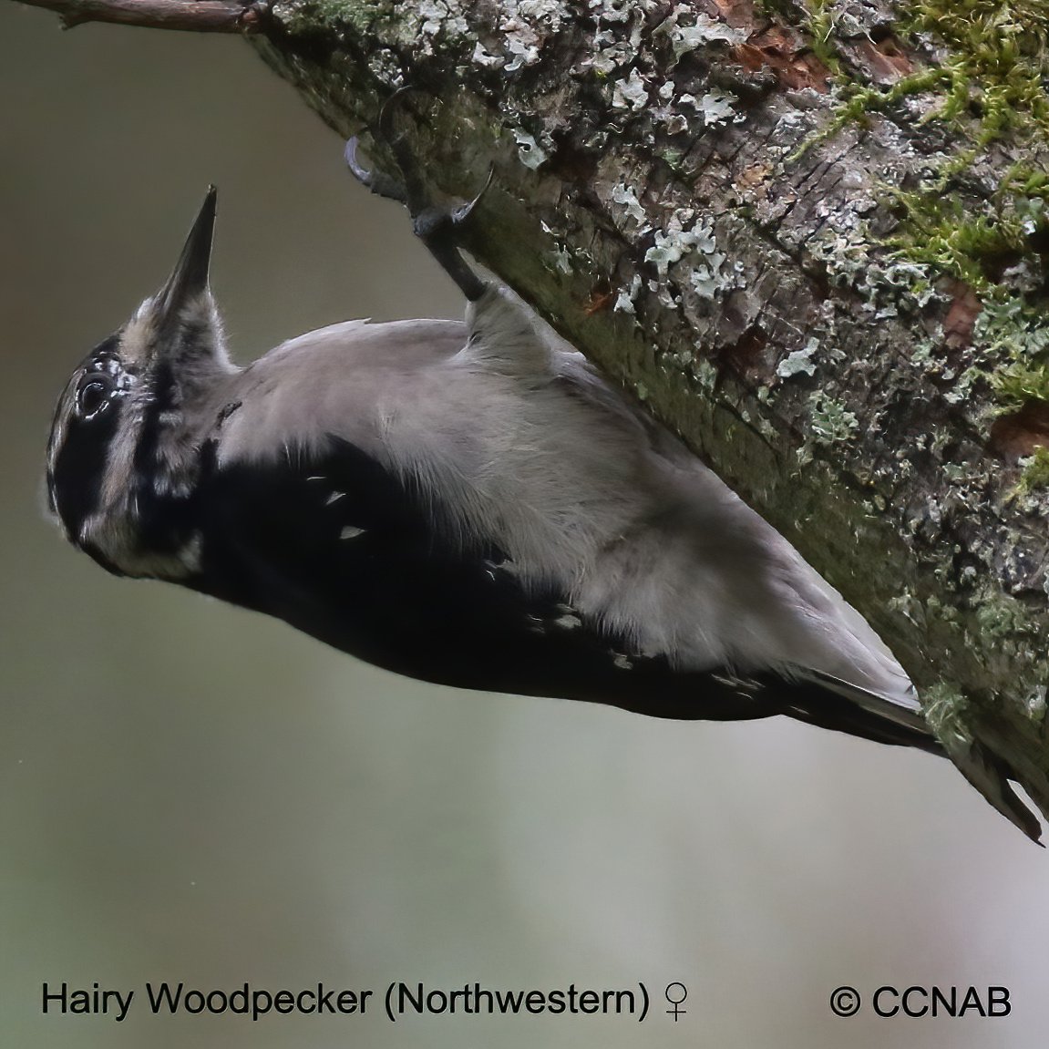 Birds of North America