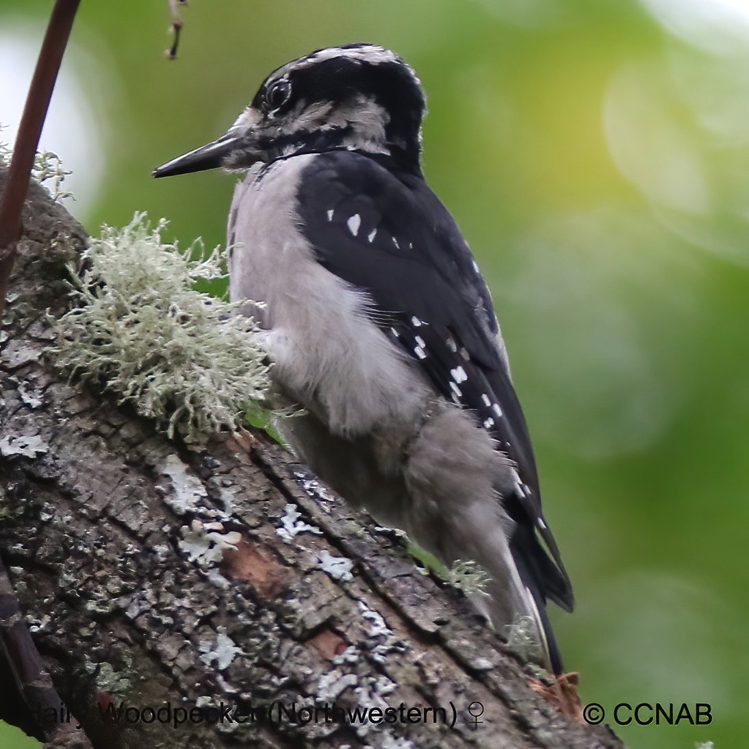 North American Woodpeckers