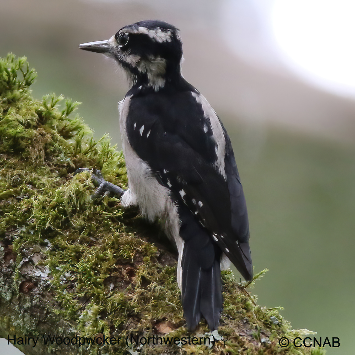 Hairy Woodpecker (Northwestern)