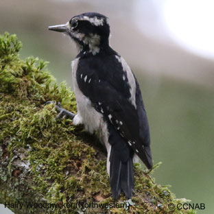 LHairy Woodpecker (Northwestern) range map