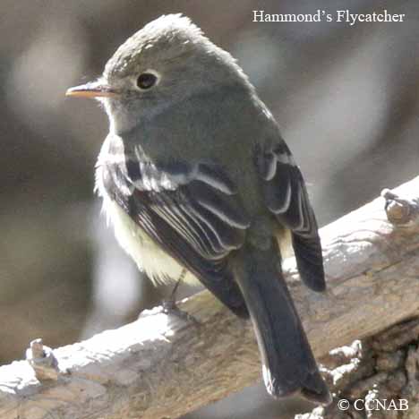 Birds of North America
