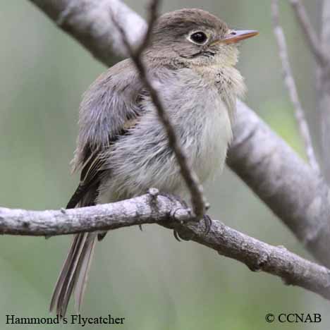Birds of North America