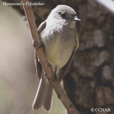 Birds of North America