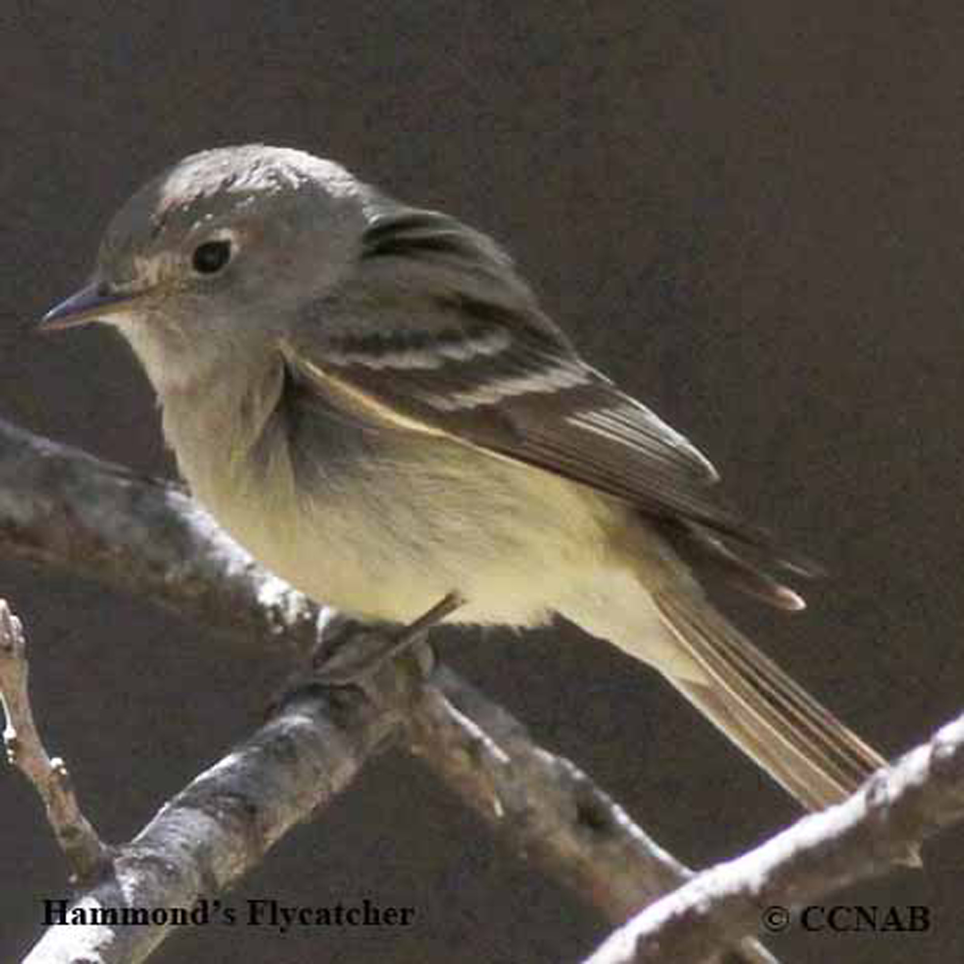 Hammond's Flycatcher