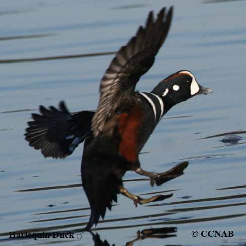 Birds of North America