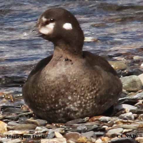 Birds of North America