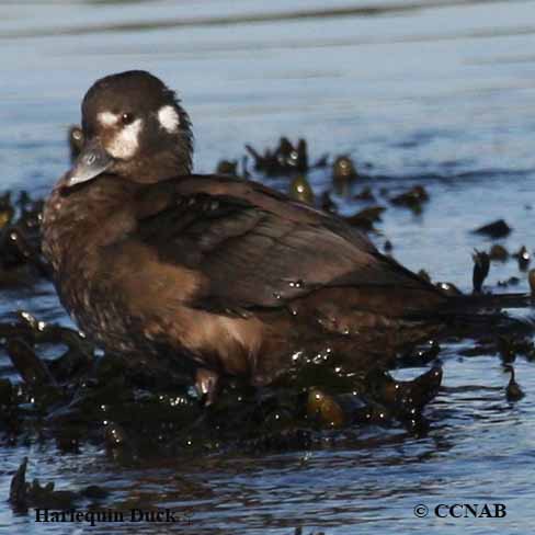 Birds of North America