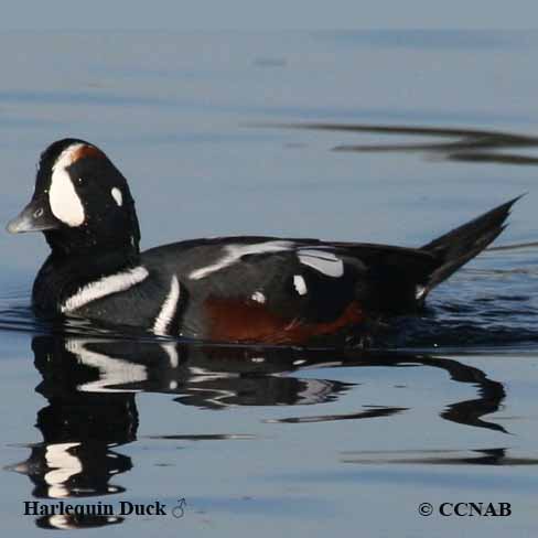Birds of North America