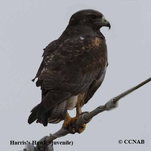 Birds of North America