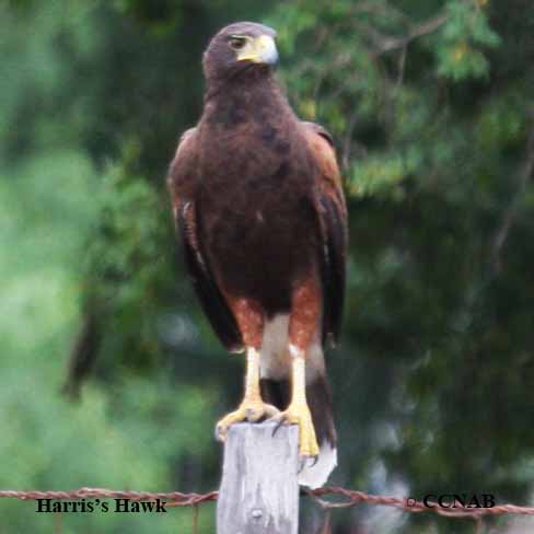 Birds of North America