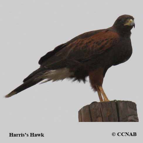 Birds of North America