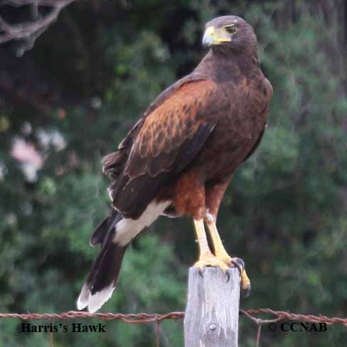 Harris's Hawk