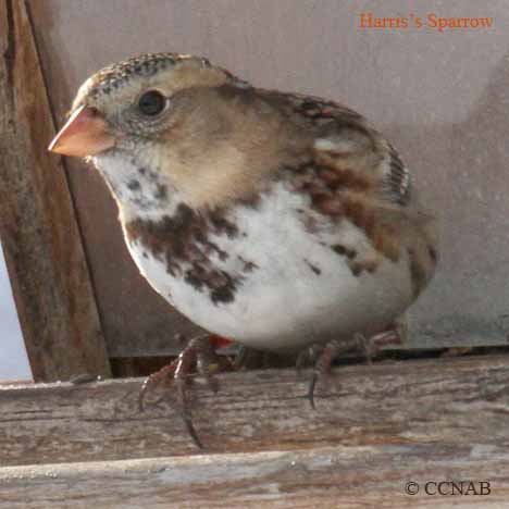 Birds of North America