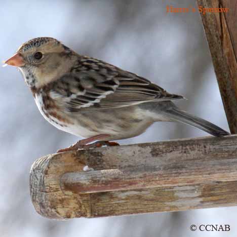 Birds of North America
