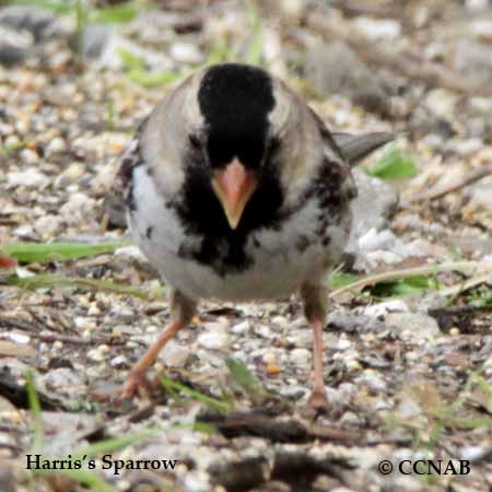 Birds of North America