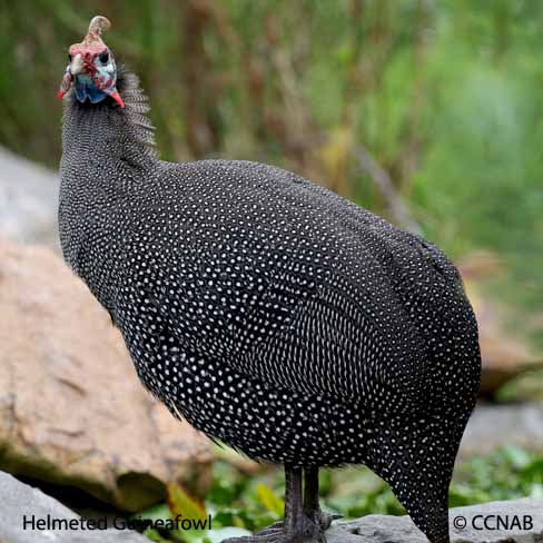 North American Game Birds