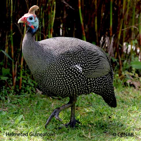 Helmeted Guineafowl