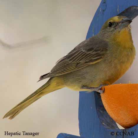 Birds of North America