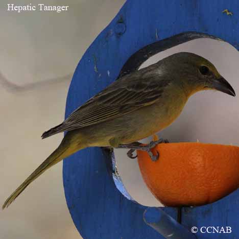 Birds of North America
