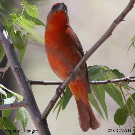 Birds of North America