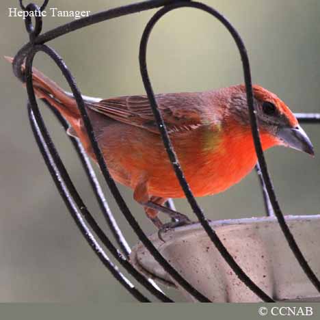 North American Tanagers