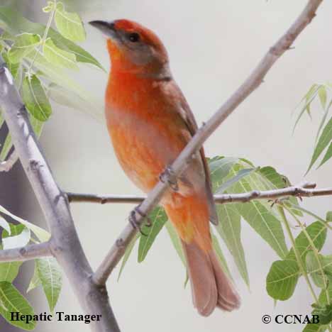 Birds of North America