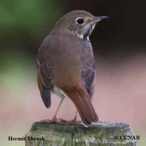 Birds of North America