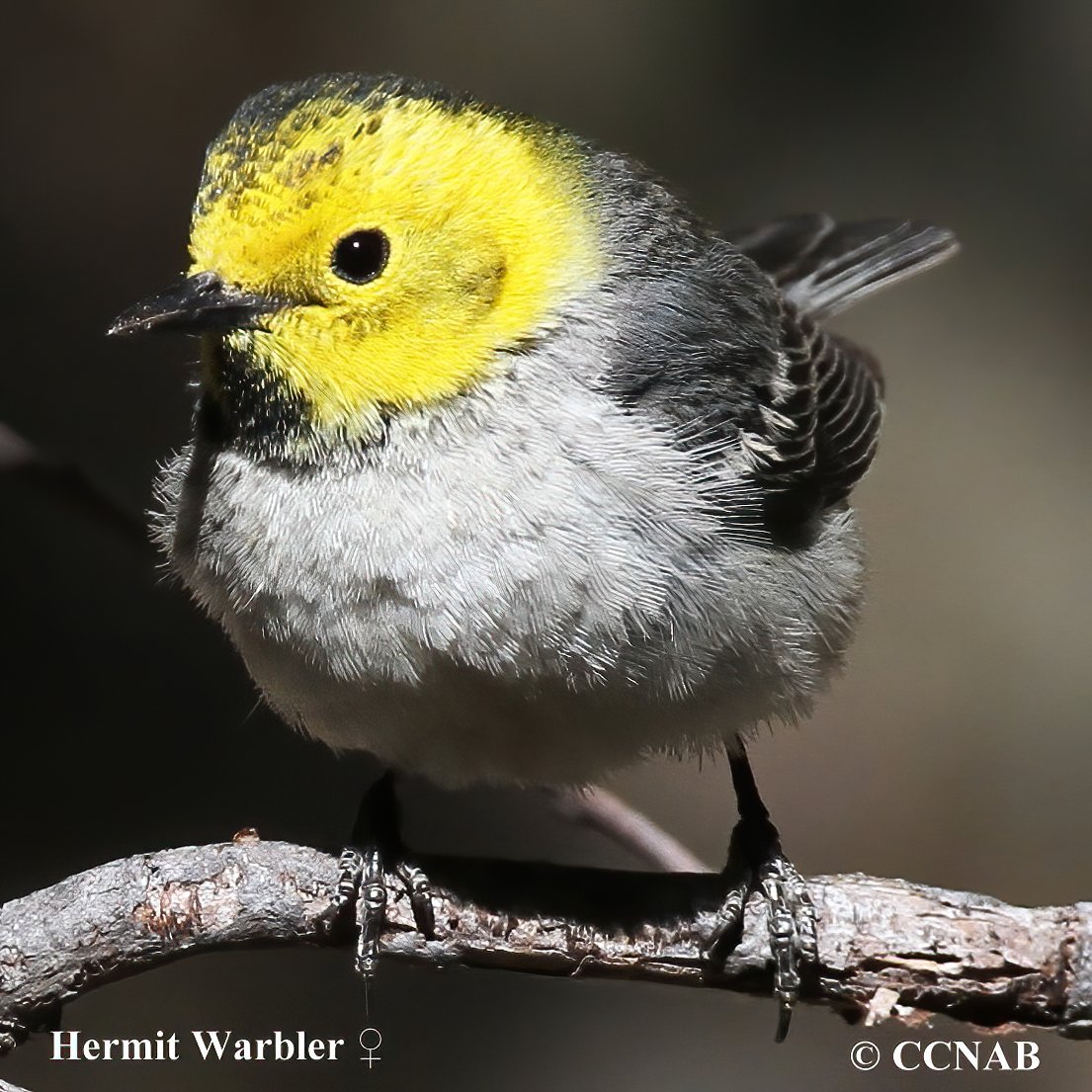 Birds of North America