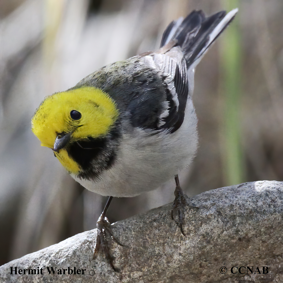 Hermit Warbler