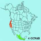 Hermit Warbler range map