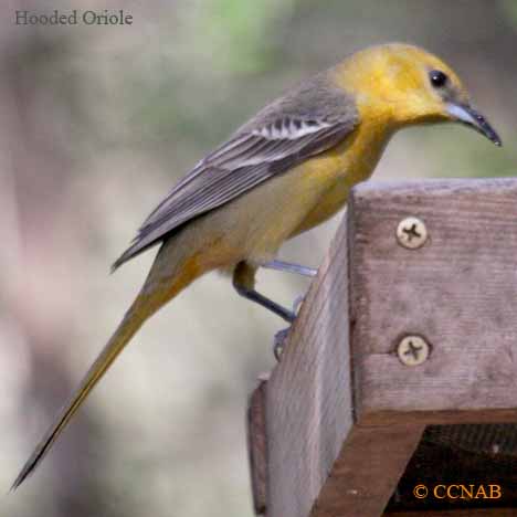 Birds of North America