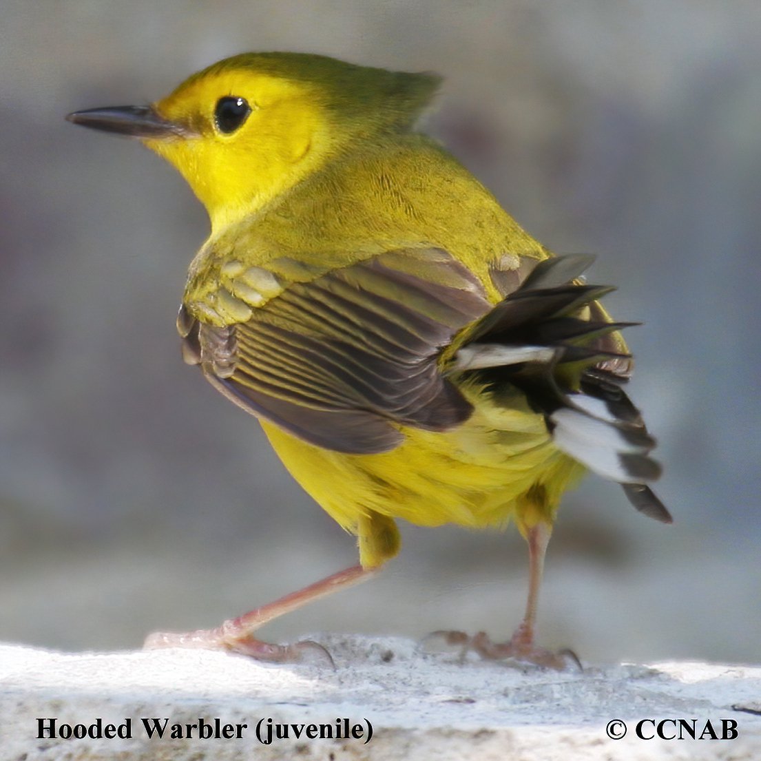 Birds of North America