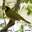 Hooded Warbler range map