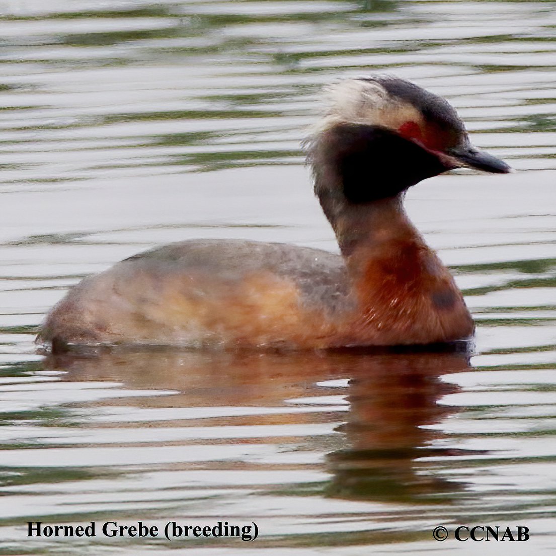 Birds of North America