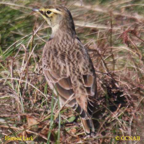 Birds of North America