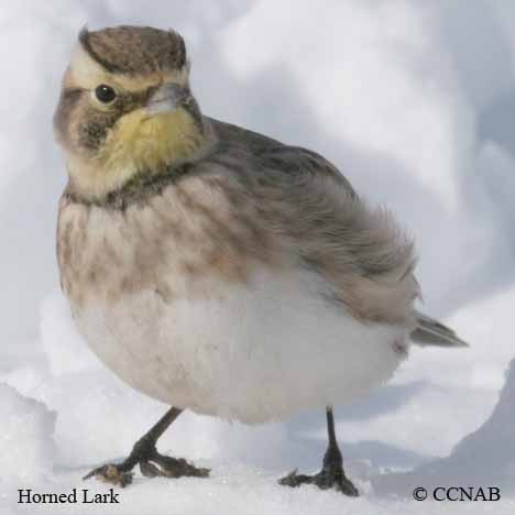 Birds of North America