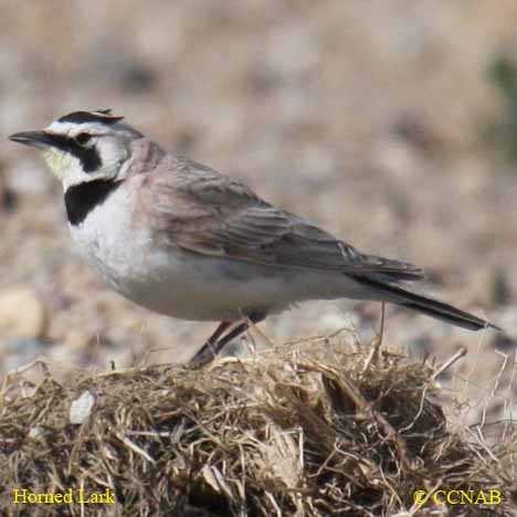 Birds of North America