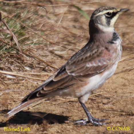 Horned Lark