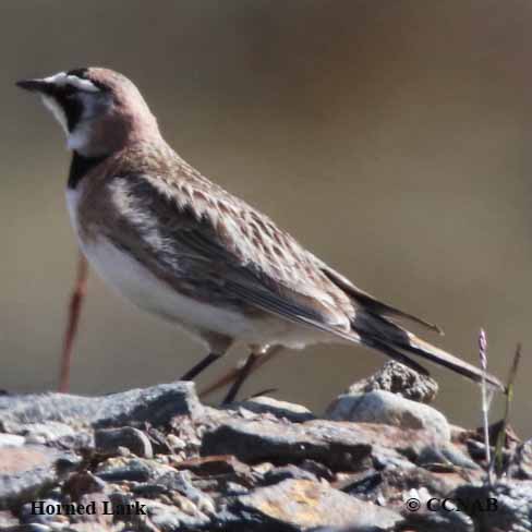 Birds of North America