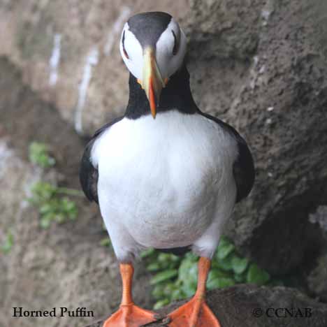 Birds of North America
