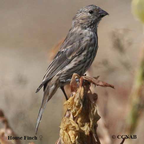 Birds of North America