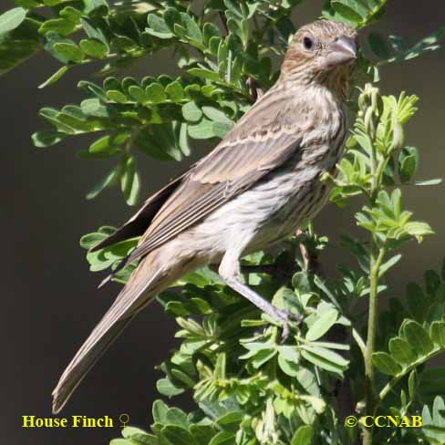 Birds of North America