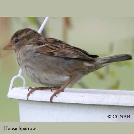 Birds of North America