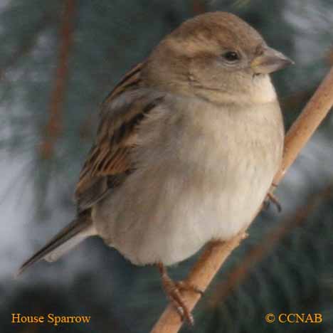 Birds of North America
