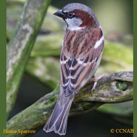 Birds of North America