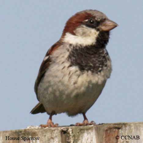 North American Sparrows