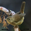 Northern House Wren