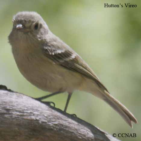 North American Vireos